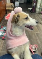 Heartbreaking message when ‘happy’ puppy left at animal shelter returned 8 years after adoption