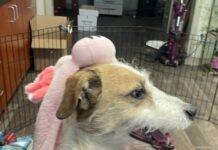 Heartbreaking message when ‘happy’ puppy left at animal shelter returned 8 years after adoption