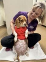 Skinny rescued beagle gives birth to larger than expected puppies