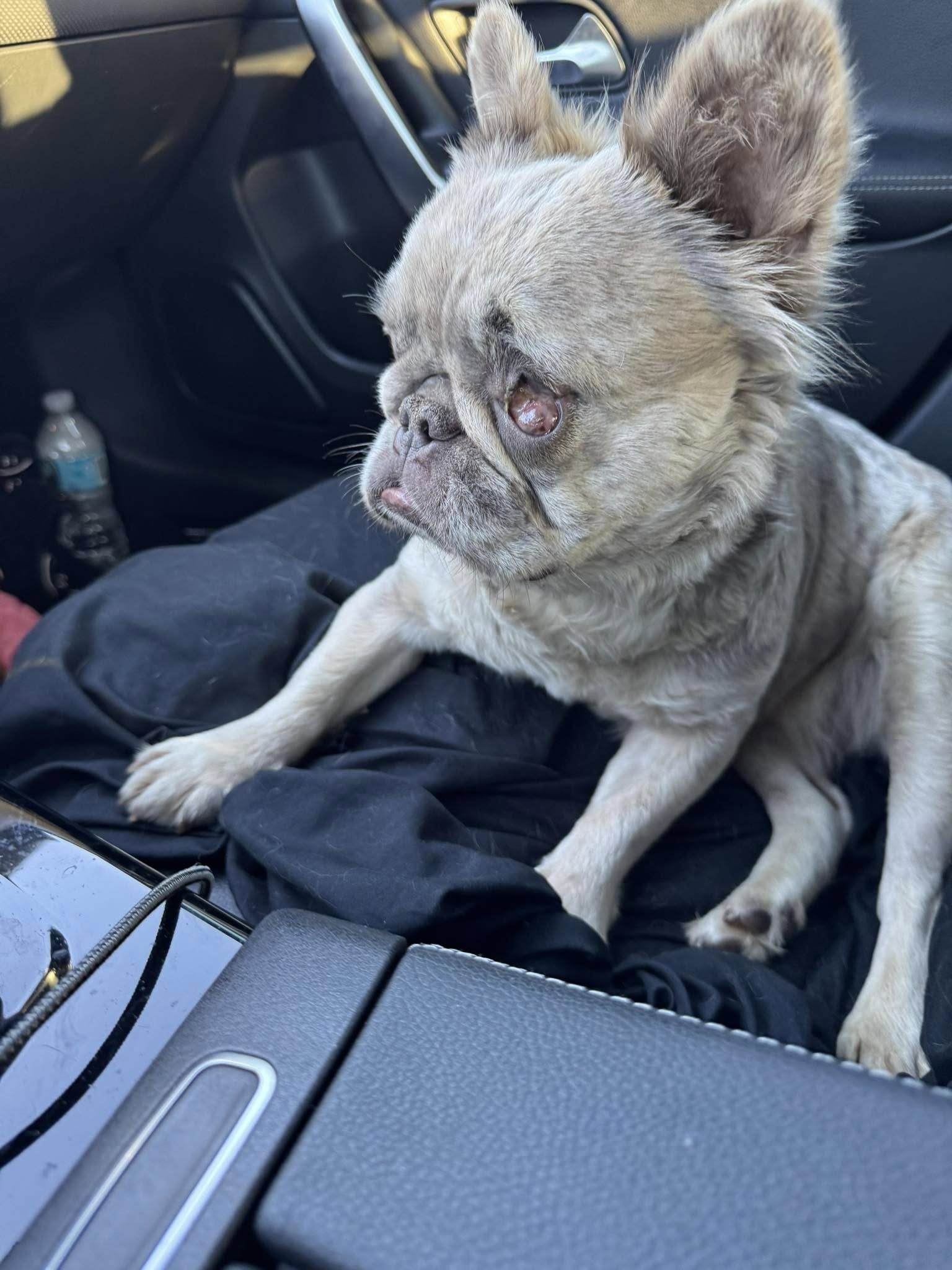 9-month-old inbred French bulldog has no idea the world she lives in is different: She doesn’t know she’s broken 9-month-old inbred French bulldog has no idea the world she lives in is different: She doesn’t know she’s broken