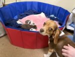 UPDATE: Starving pregnant beagle mom grateful to helping humans after birth of puppies