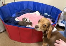 UPDATE: Starving pregnant beagle mom grateful to helping humans after birth of puppies