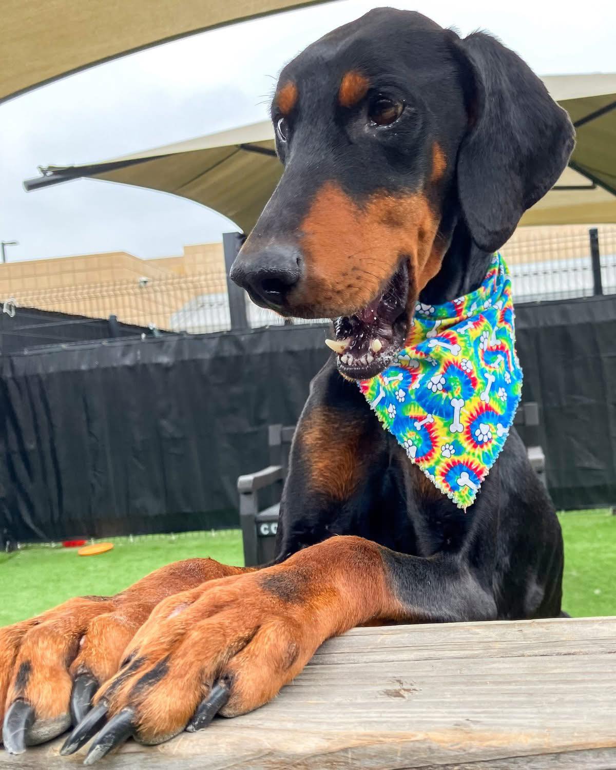 Wildlife camera used to monitor coyotes and mountain lions unexpectedly captured stray dog fighting to survive