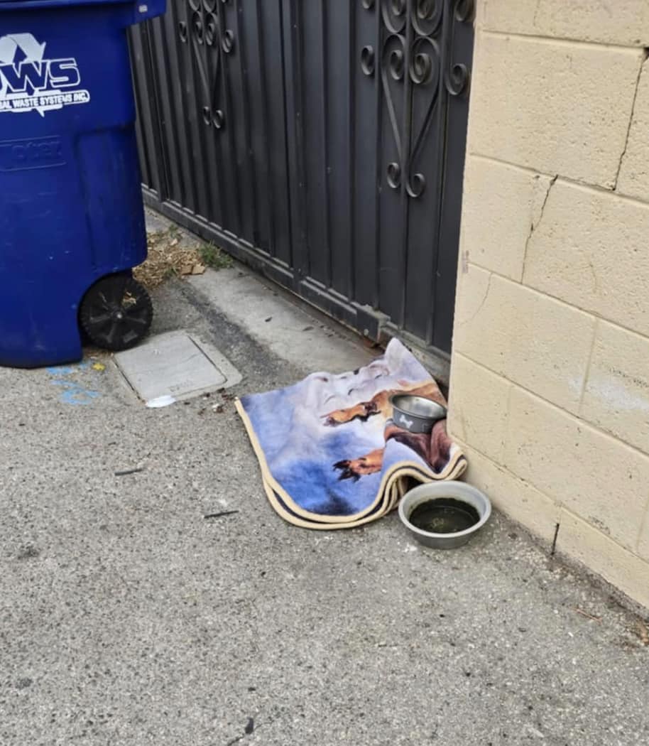 Heartbreaking: Seven week old puppy abandoned in alley with blanket and bowl of food