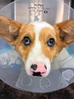 Corgi puppy’s heartwarming comeback and adoption after traumatic injuries almost lead to euthanasia