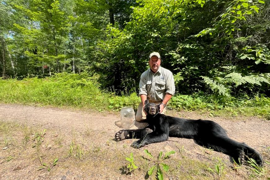 Bear nearly starving to death with plastic jar on head rescued