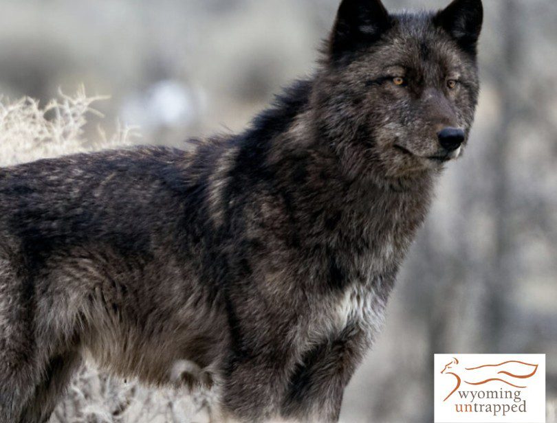 Popular Yellowstone Park wolf killed by hunter after crossing invisible boundary where it had been protected