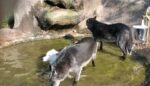 Two zookeepers injured after wolf attack at Indiana zoo Two zookeepers injured after wolf attack at Indiana zoo
