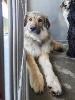 Swept in confiscation case with 34 other dogs Wolf Gang tries to make sense of shelter chaos before time is up Swept in confiscation case with 34 other dogs Wolf Gang tries to make sense of shelter chaos before time is up