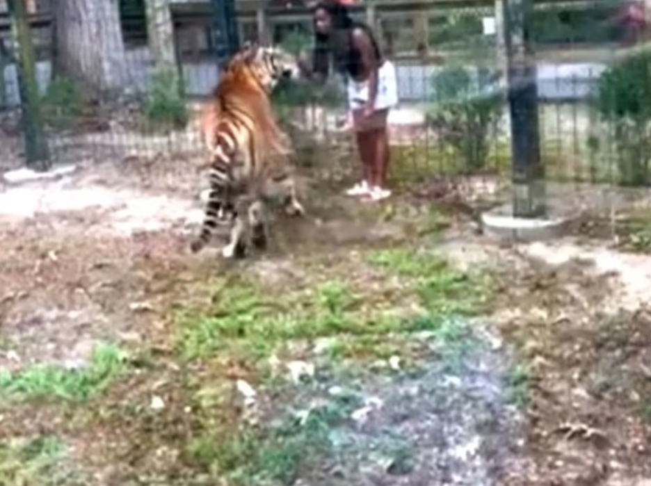 Woman climbed over fence at New Jersey zoo into tiger enclosure nearly bitten Woman climbed over fence at New Jersey zoo into tiger enclosure nearly bitten