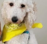California woman struck by car after chasing her dog on busy interstate California woman struck by car after chasing her dog on busy interstate
