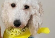 California woman struck by car after chasing her dog on busy interstate
