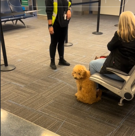Airline employee heartbroken as passenger ‘folded her dog’ to fit in too small carrier Airline employee heartbroken as passenger ‘folded her dog’ to fit in too small carrier