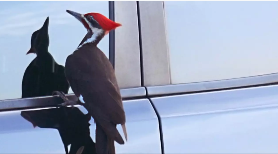 Overzealous woodpecker has vandalized more than 25 vehicles in seaside town in search of love Overzealous woodpecker has vandalized more than 25 vehicles in seaside town in search of love