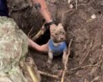 Tiny dog hopelessly stuck in armadillo tunnel plucked to safety by Texas heroes