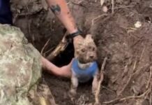 Tiny dog hopelessly stuck in armadillo tunnel plucked to safety by Texas heroes