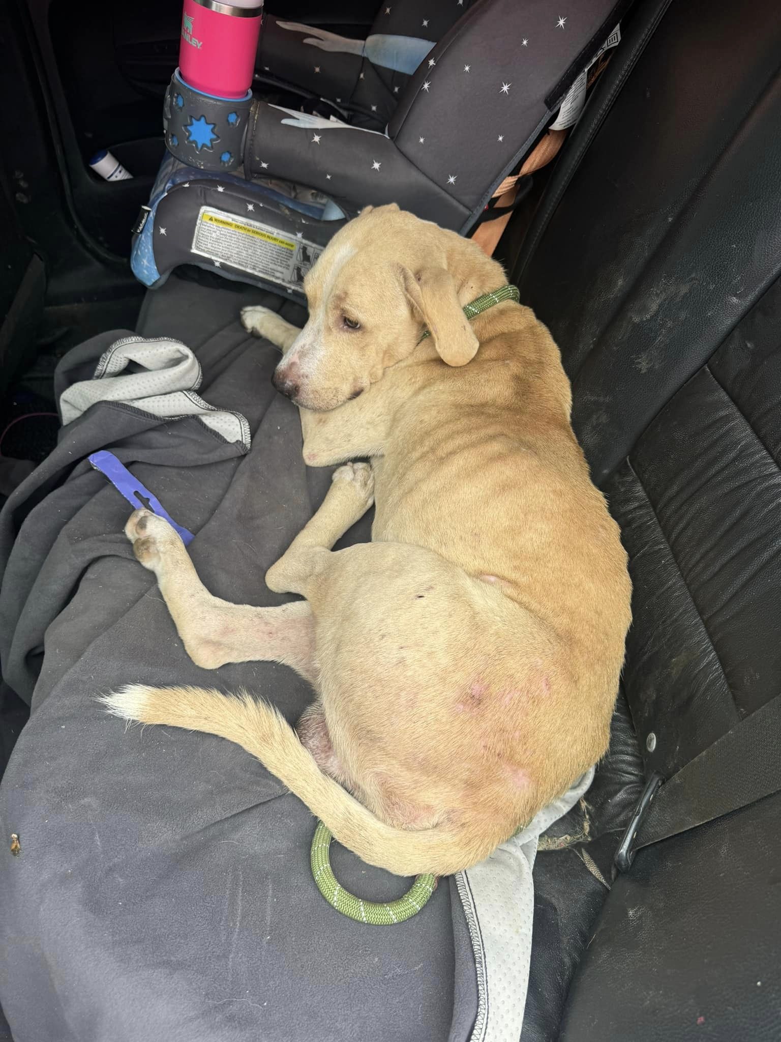 Sweet trusting stray betrayed by humans grateful to his rescuers giving him a second chance Sweet trusting stray betrayed by humans grateful to his rescuers giving him a second chance