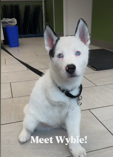 Three-legged special needs husky puppy’s story goes viral on social media melting hearts