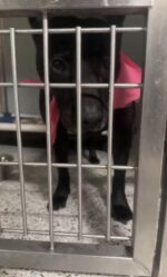 Help Wynona: No one came for black dog in the corner who never had a story