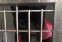 Help Wynona: No one came for black dog in the corner who never had a story