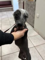 Rare XOLO dog rescued after dumped in residential Los Angeles neighborhood