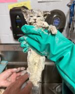 Elmer the kitten rescued from vat of glue finds ‘furever’ home