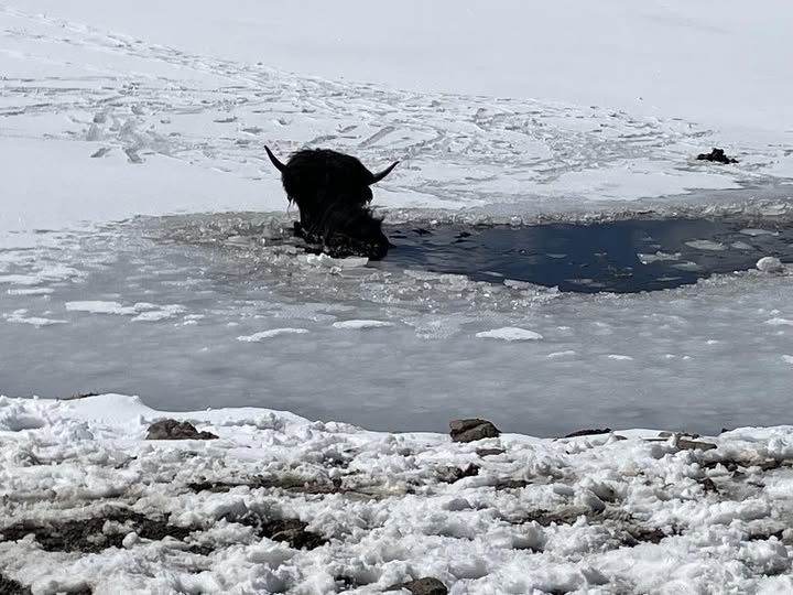 Yak rescued by firemen from icy waters turns to thank her heroes as she rejoins herd