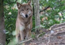 Poacher illegally killed Yellowstone wolf cutting her signal collar tossing it in bushes