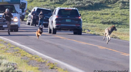 German shepherd jumped from vehicle at Yellowstone to chase young wolf