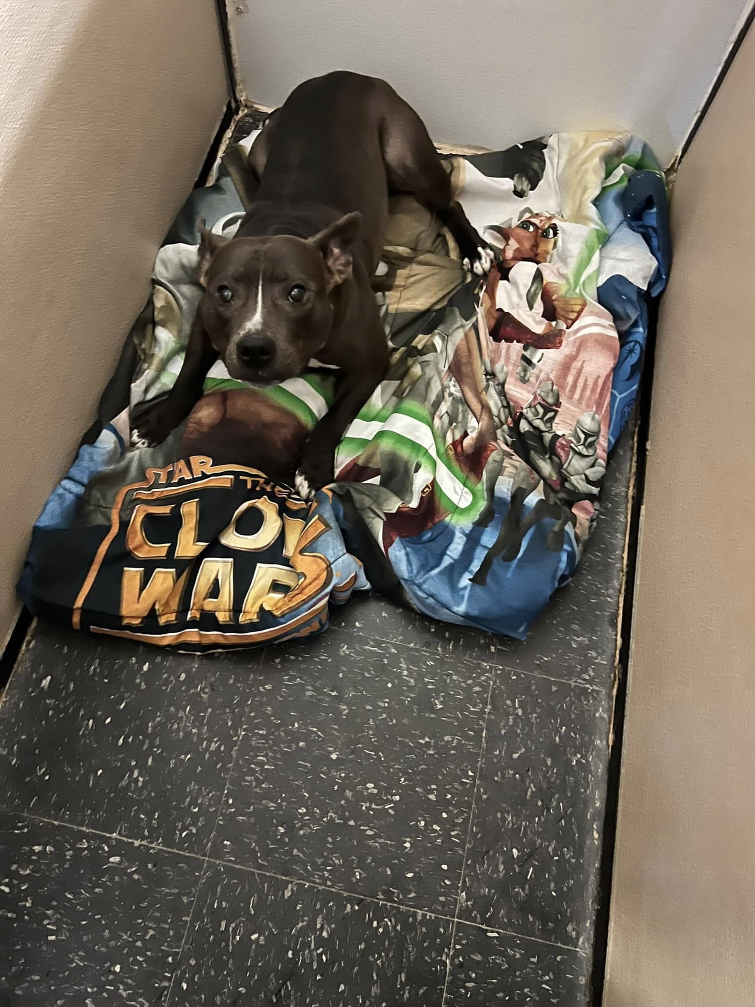Heartwarming: 1000 days at Illinois shelter crying at night, pup with coolest ears finds loving home