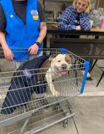 Stray dog who walked into Yucca Valley Walmart touches off accusations of theft, illness and more