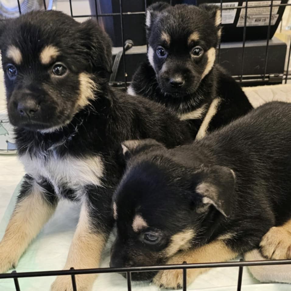 Three puppies abandoned outside Yuma thrift store in sweltering heat lucky to be alive