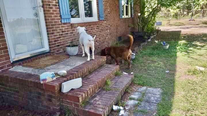 Abandoned dogs found ‘clinging to survival’ with each other and a stuffy to comfort them Abandoned dogs found ‘clinging to survival’ with each other and a stuffy to comfort them