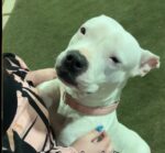 Shelter dog who hugged everyone coming through door charmed her way into loving home