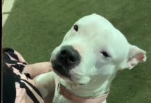 Shelter dog who hugged everyone coming through door charmed her way into loving home