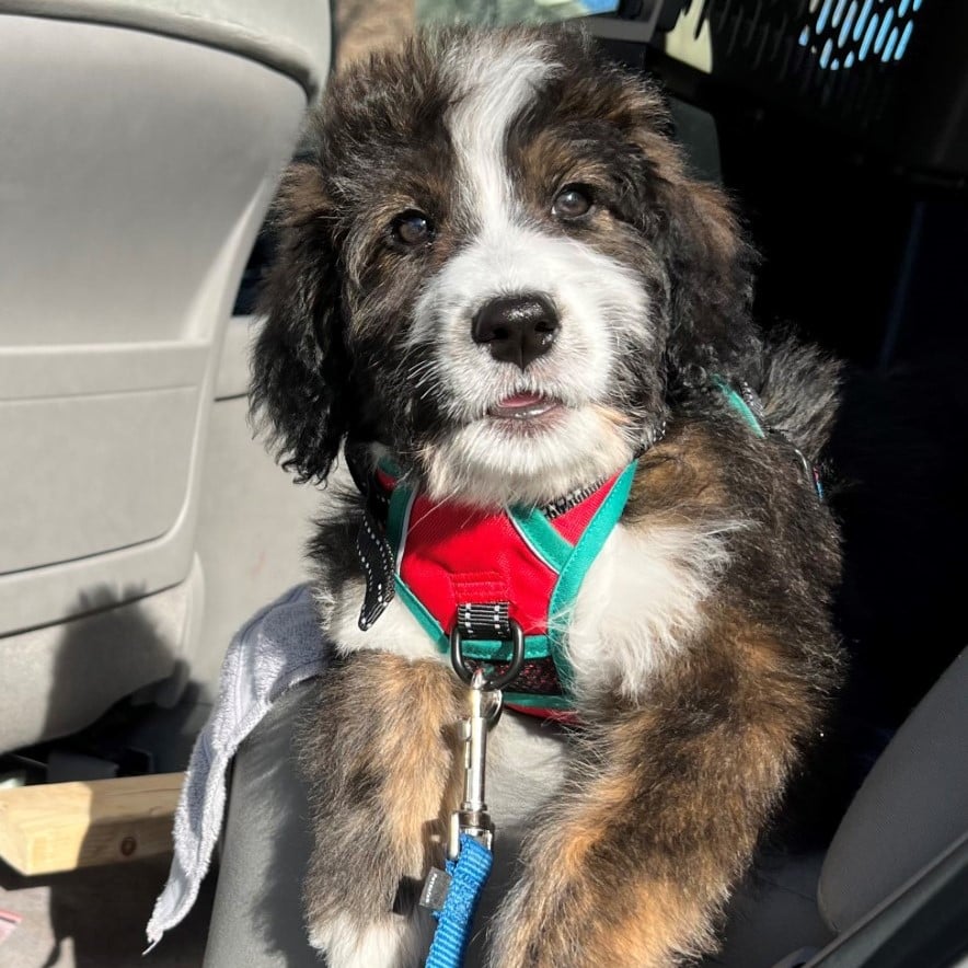 Beloved therapy dog for Massachusetts police killed in head on collision