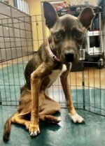 Heartbreaking victim of neglect surrendered to Memphis shelter garners widespread rescue efforts Heartbreaking victim of neglect surrendered to Memphis shelter garners widespread rescue efforts
