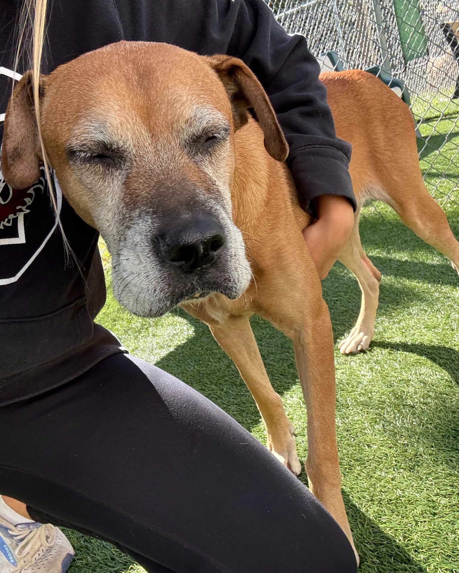 Depressed pup arrived as emaciated stray at shelter breaks hearts as she has to be carried out of kennel