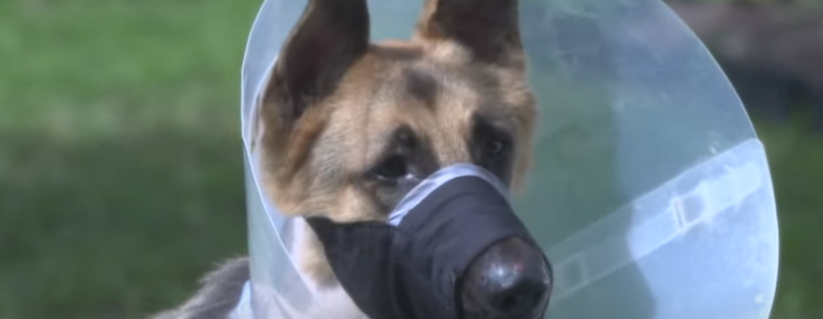 German shepherd survives alligator attack in family’s backyard German shepherd survives alligator attack in family’s backyard