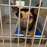 Help for German shepherd Zeus who is having really tough time at Florida shelter