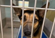 Help for German shepherd Zeus who is having really tough time at Florida shelter