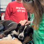 Petite pup wandered into woman’s backyard when she called for help after spotting mutilated paw