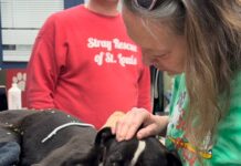 Petite pup wandered into woman’s backyard when she called for help after spotting mutilated paw