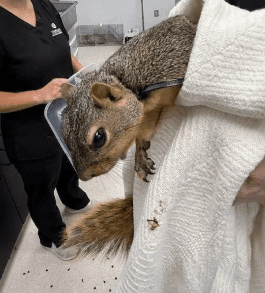 Squirrel with ‘zip tie’ fastened tightly around its neck sparks animal cruelty investigation