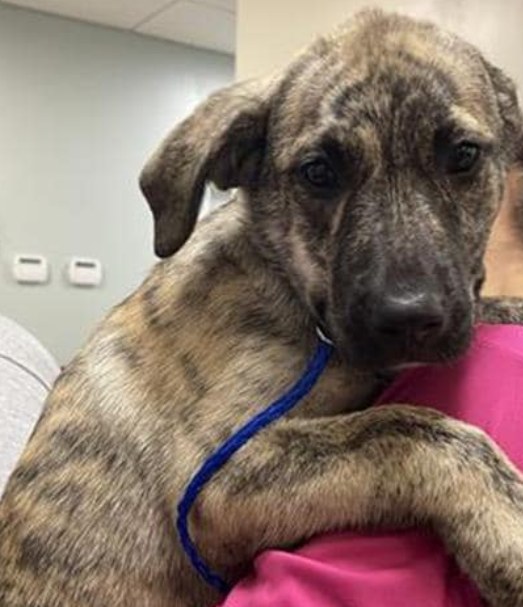 Over the top adorable and in need of a loving home is 13-week-old Zoey