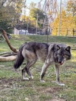 Parents charged after toddler injured pushing hand into wolf enclosure at Hershey Park zoo