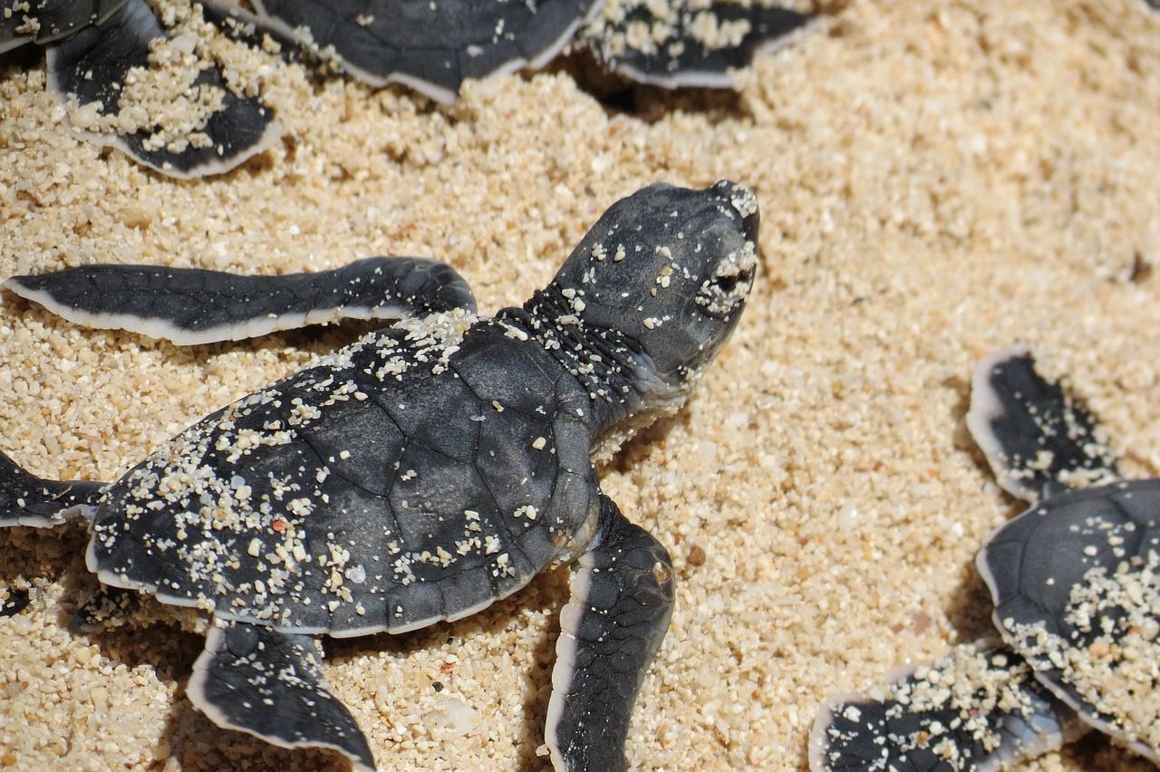 Heartbreaking: Stray dog attacked baby turtles on Florida beach just after they hatched