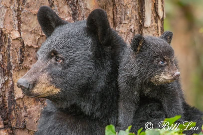 Florida gives go ahead for black beat hunting as wildlife groups and citizens condemn ‘barbaric’ animal cruelty