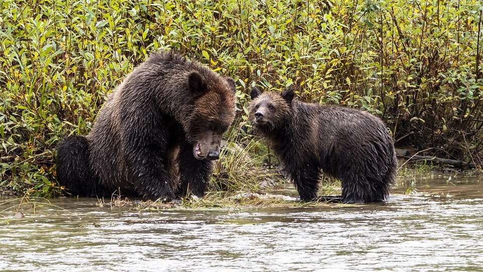 brown-bears-7106673_960_720