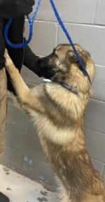 Shelter pup desperately wanting home ‘looks at you like you’re already his favorite person’